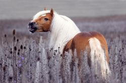 Im Feld